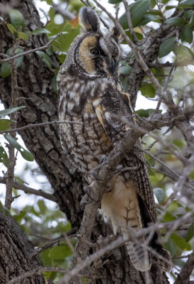 Long Eared Owl