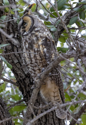 Long Eared Owl