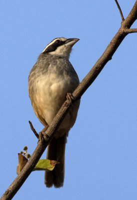 Stripe-headed Sparrow