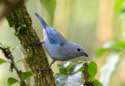 Blue-grey Tanager