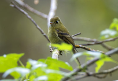 Yellowish Flycatcher