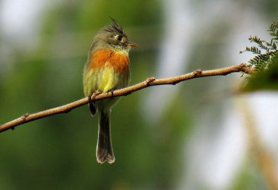 Belted Flycatcher