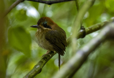 Tody Motmot