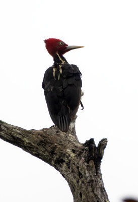 Pale Billed Woodpecker