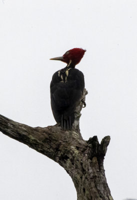 Pale Billed Woodpecker