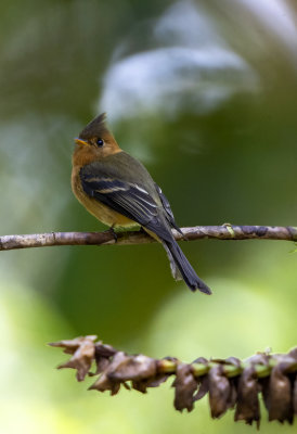 Tufted Flycatcher