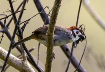White-eared Ground Sparrow
