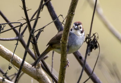 White-eared Ground Sparrow