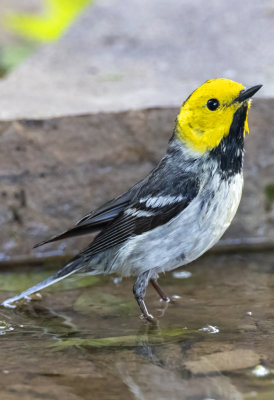 Hermit Warbler