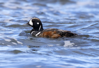 Harlequin Duck