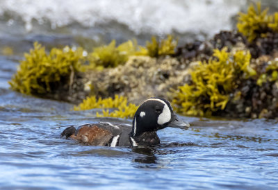 Harlequin Duck