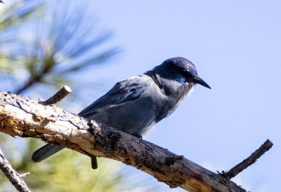 Pinyon Jay