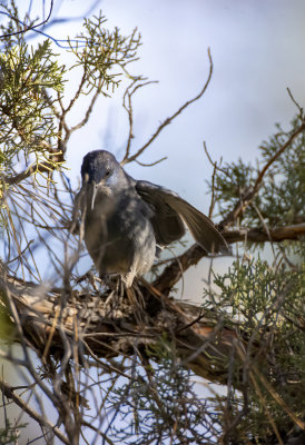 Pinyon Jay