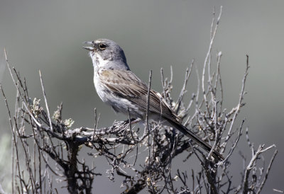 Sagebrush Sparrow