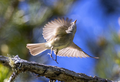 Dusky Flycatcher