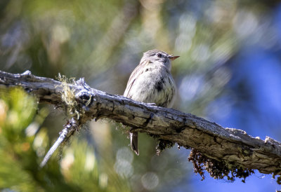 Dusky Flycatcher