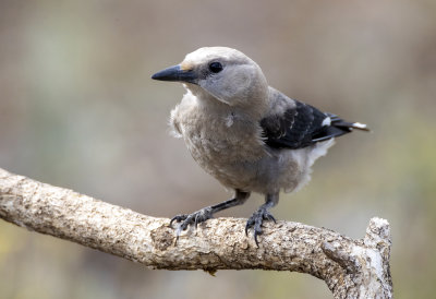 Clark's Nutcracker