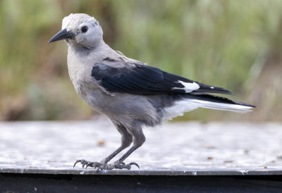 Clark's Nutcracker