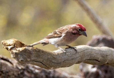 Cassin's Finch