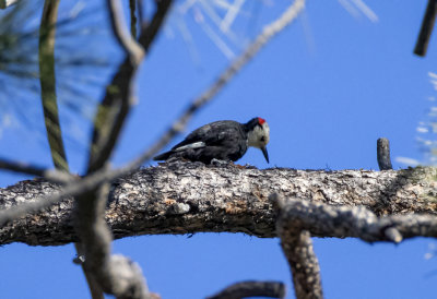 White-headed Woodpecker