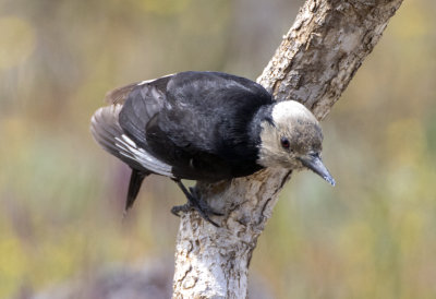 White-headed Woodpecker