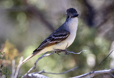 Ash-throated Flycatcher