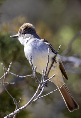 Ash-throated Flycatcher