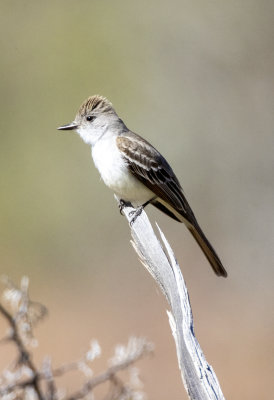 Ash Throated Flycatcher