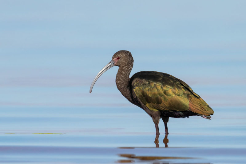 White-faced Ibis