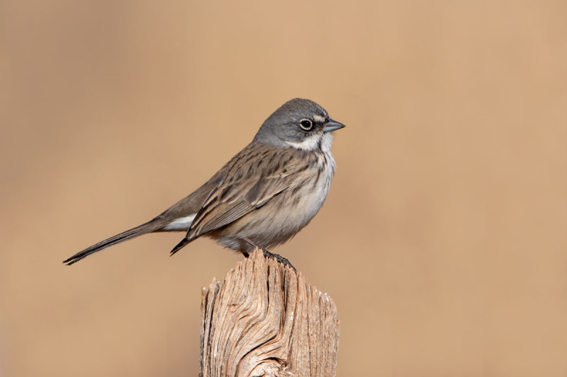 Sagebrush Sparrow