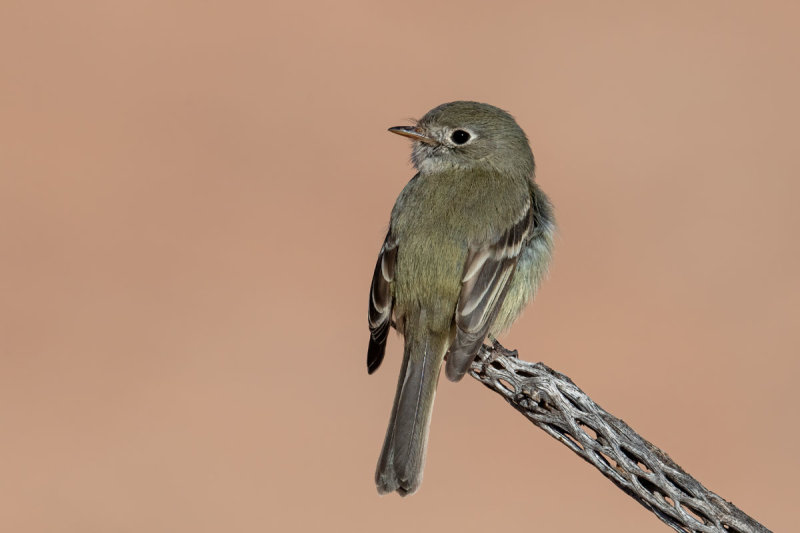 Hammonds Flycatcher