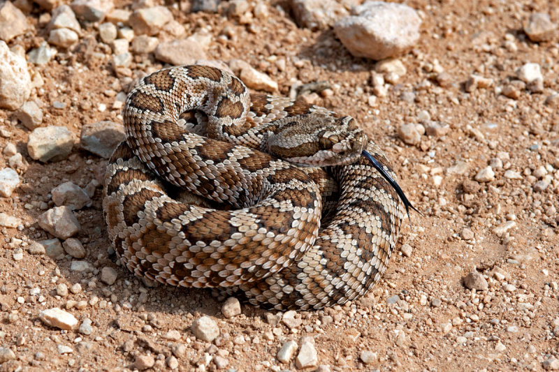 Great Basin Rattlesnake