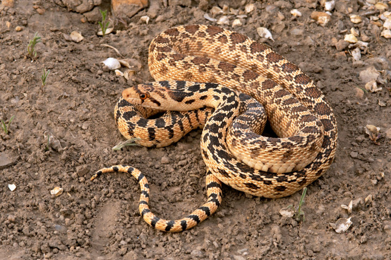 Great Basin Gophersnake