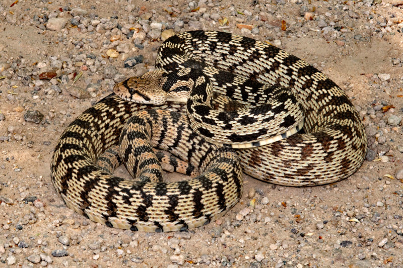 Great Basin Gophersnake