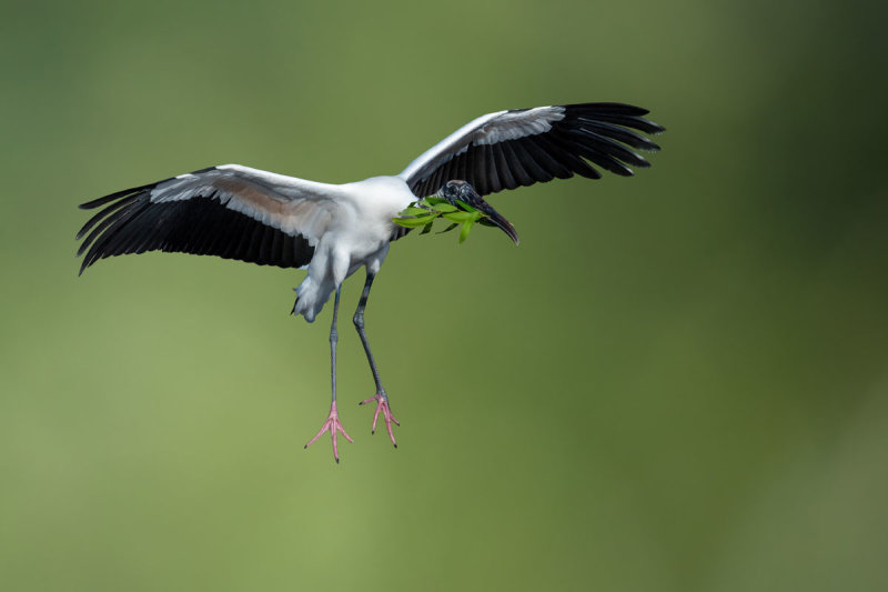 Wood Stork