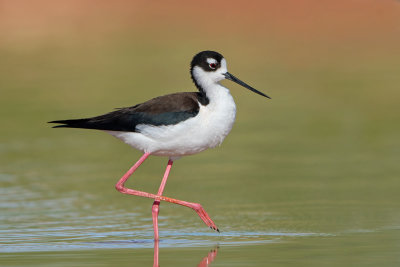 Black-necked Stilt