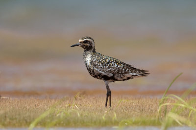 Pacific Golden Plover