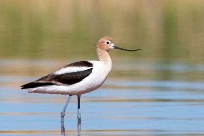 American Avocet