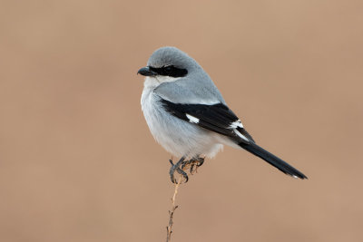 Loggerhead Shrike