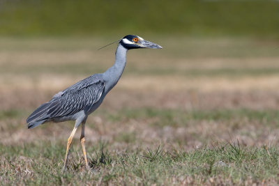 Yellow-crowned Night-Heron