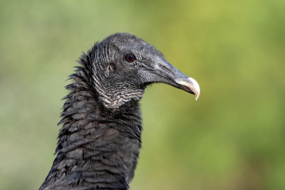 Black Vulture