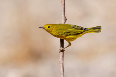 Yellow Warbler