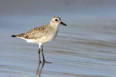 Black-bellied Plover