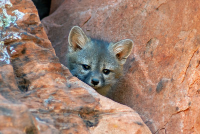 Gray Fox