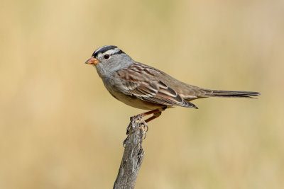 White-crowned Sparrow