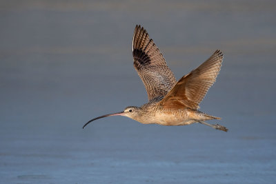 Long-billed Curlew