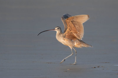 Long-billed Curlew