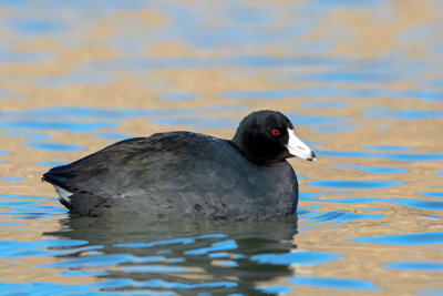 American Coot