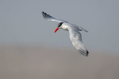 Caspian Tern