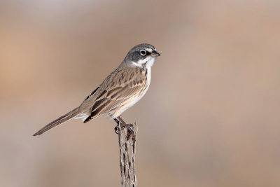 Sagebrush Sparrow